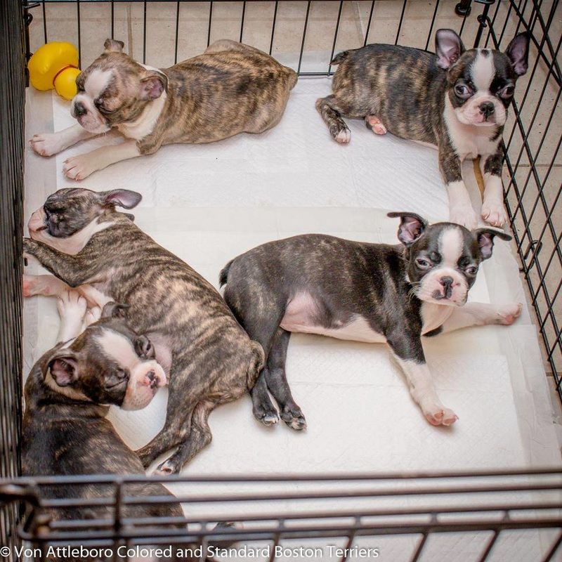 cream boston terrier puppies for sale